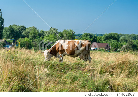 Photography on theme beautiful big milk cow 84402868