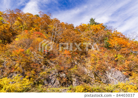 (Gunma Prefecture) Tanigawadake Ichinokurazawa / Autumn leaves on the promenade (Gunma Prefecture) Tanigawadake Ichinokurazawa / Autumn leaves on the promenade 84403037
