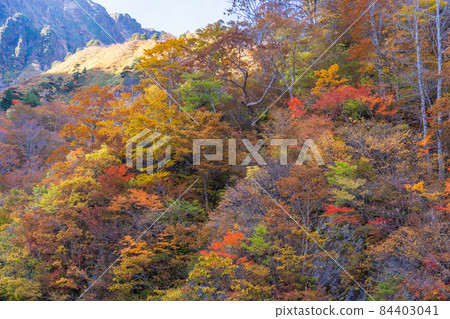 （群馬縣）Tanigawadake Ichinokurazawa / 長廊上的秋葉 84403041