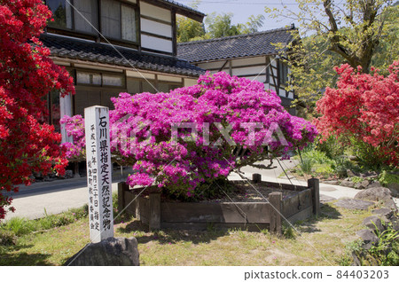 Noto Kirishima Azalea Open Garden 84403203