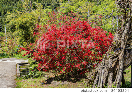 Noto Kirishima Azalea Open Garden 84403204