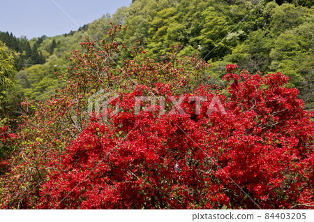 Noto Kirishima Azalea Open Garden 84403205