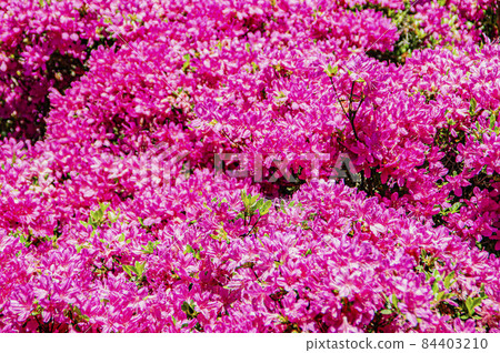 Noto Kirishima Azalea Open Garden 84403210