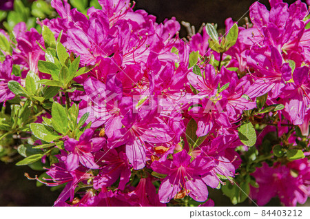 Noto Kirishima Azalea Open Garden 84403212