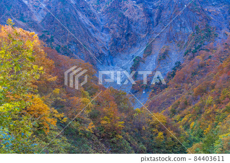 (Gunma Prefecture) Mt. Tanigawa / Ichinokurazawa Autumn leaves on the rock wall (Gunma Prefecture) Mt. Tanigawa / Ichinokurazawa Autumn leaves on the rock wall 84403611