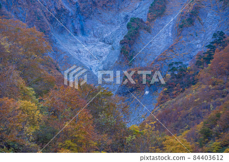 (Gunma Prefecture) Mt. Tanigawa / Ichinokurazawa Autumn leaves on the rock wall (Gunma Prefecture) Mt. Tanigawa / Ichinokurazawa Autumn leaves on the rock wall 84403612