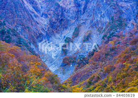 (群馬縣)谷川山 / 一倉澤 岩壁上的秋葉 (群馬縣)谷川山 / 一倉澤 岩壁上的秋葉 84403619