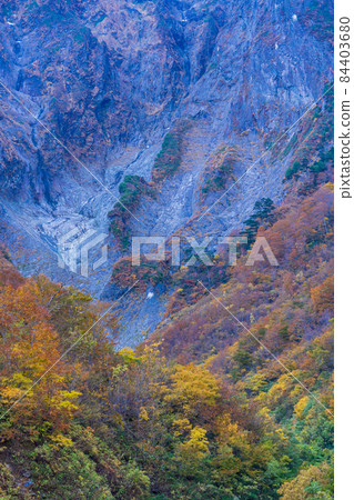 (Gunma Prefecture) Mt. Tanigawa / Ichinokurazawa Autumn leaves on the rock wall 84403680