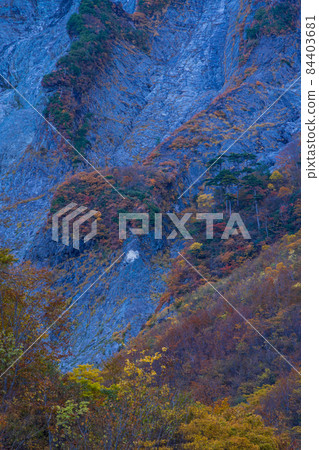 (群馬縣)谷川山 / 一倉澤 岩壁上的秋葉 (群馬縣)谷川山 / 一倉澤 岩壁上的秋葉 84403681