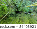 Japanese garden: A view of the illuminated bamboo grove at night looking up from below 84403921