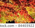 Japanese garden: Gradation of colored leaves at night illuminated 84403922
