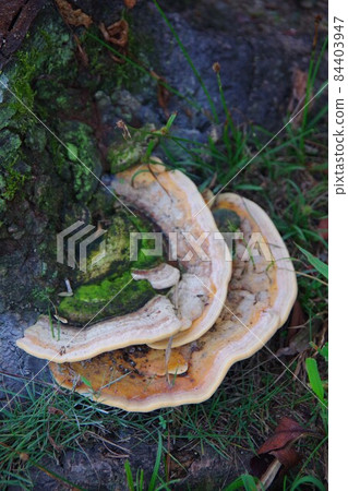 Chrysanthemum fungus 84403947