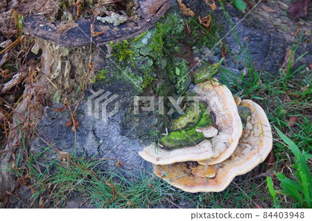 Sarcophagous moss growing on a stump 84403948