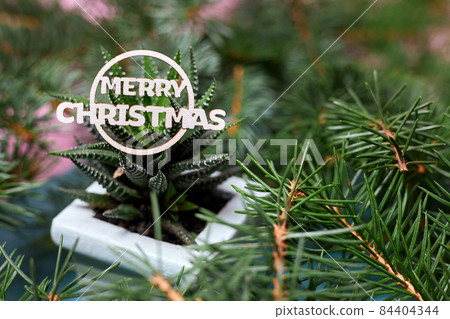 The inscription Merry Christmas on a cactus surrounded by fir branches 84404344