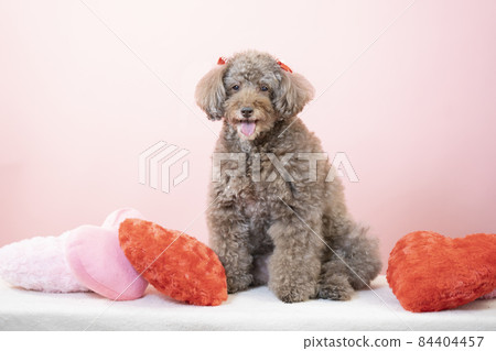 Pink back, heart cushion and smiling toy poodle 84404457