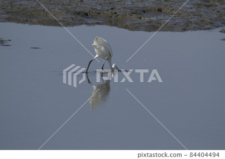 Arao City Oshima Fishing Port Great Egret, 84404494