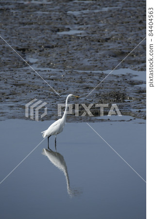荒尾市大島漁港大白鷺， 84404563