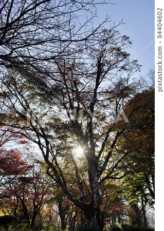 Light from the branches 84404602