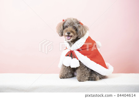 穿著聖誕老人服裝的玩具貴賓犬 穿著聖誕老人服裝的玩具貴賓犬 84404614