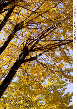 Ginkgo that turns yellow Ginkgo that turns yellow 84404759