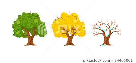 Cartoon tree at different times of year. Birch... - Stock Illustration  [84405001] - PIXTA