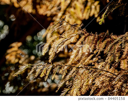 Autumn leaves of Metasequoia 84405158