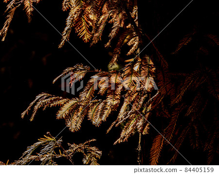 Autumn leaves of Metasequoia 84405159