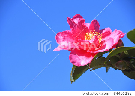 Sasanka (Yamachaka) 84405282