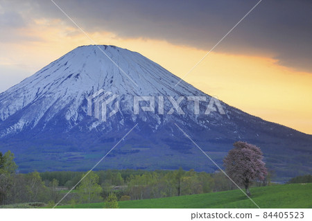 北海道京極町乙見希望之山的一棵櫻花樹和羊蹄山 北海道京極町乙見希望之山的一棵櫻花樹和羊蹄山 84405523