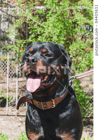 Male Rottweiler. Pet. Selective focus Male Rottweiler. Pet. Selective focus 84405631