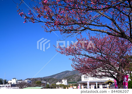 靜岡縣伊豆市早開的土肥櫻花 靜岡縣伊豆市早開的土肥櫻花 84406207