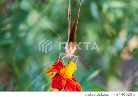 The dark green fritillary butterfly collects nectar on flower. Speyeria aglaja is a species of butterfly in the family Nymphalidae. The dark green fritillary butterfly collects nectar on flower. Speyeria aglaja is a species of butterfly in the family Nymphalidae. 84406290