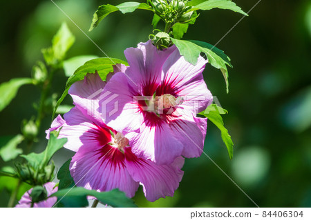 Pink flowers of Hibiscus moscheutos plant close-up. Hibiscus moscheutos, swamp hibiscus, 84406304