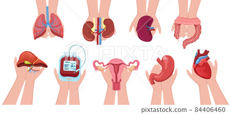 Set human hands holding donation organs and blood for transplantation. Charity, volunteer 84406460