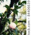 Camellia 84406639