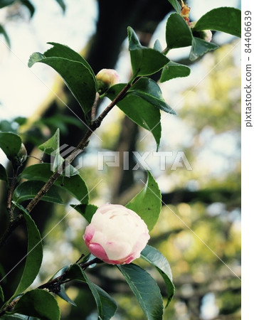 Camellia Camellia 84406639