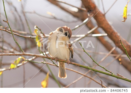 Sparrow Sparrow 84406745