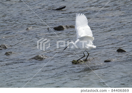 Arao City Arao Coast Little Egret, Arao City Arao Coast Little Egret, 84406869
