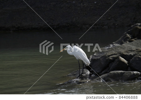 Arao City Arao Coast Great Egret, 84406888