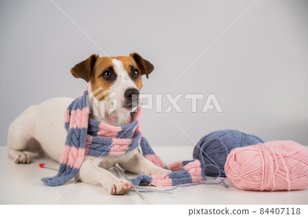 Dog jack russell terrier knits a knitted scarf on a white background. 84407118