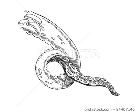 Hand drawn realistic vector illustration of single octopus tentacle isolated on a white background. 84407146