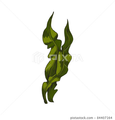Kelp seaweed long leaves grass, hand drawn color vector illustration isolated. 84407164