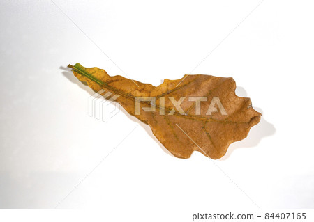 autumn oak leaf isolated on white background. autumn oak leaf isolated on white background. 84407165