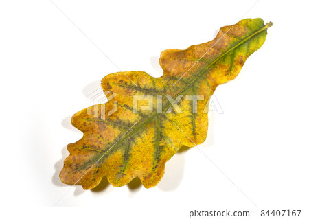 autumn oak leaf isolated on white background. autumn oak leaf isolated on white background. 84407167