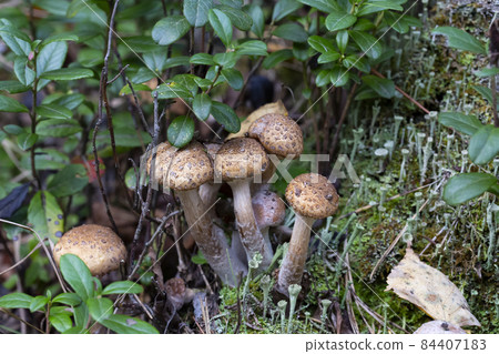 Honey Agaric mushrooms grow on a stump in A forest. Wild mushrooms Armillaria Honey Agaric mushrooms grow on a stump in A forest. Wild mushrooms Armillaria 84407183