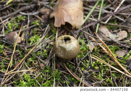Apioperdon pyriforme commonly known as the pear-shaped puffball or stump puffball 84407198