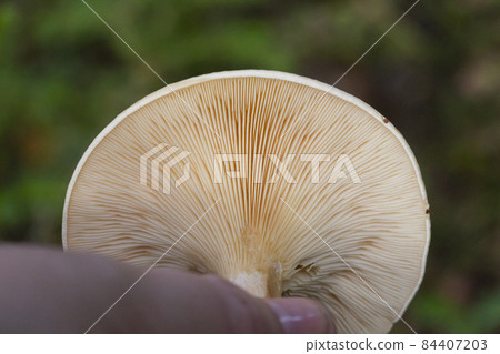 Abstract blurred background with pastel purple colored wild magic mushrooms caps and gill macro, light and shadow contrast Abstract blurred background with pastel purple colored wild magic mushrooms caps and gill macro, light and shadow contrast 84407203