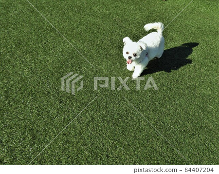 千和丸犬 千和丸犬 84407204