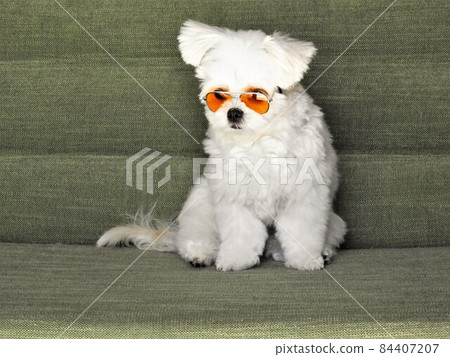 千和丸犬 84407207