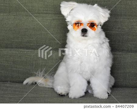 千和丸犬 84407209